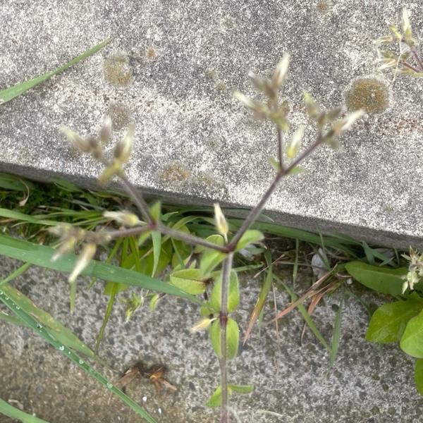 Kluwenhoornbloem (Cerastium glomeratum)